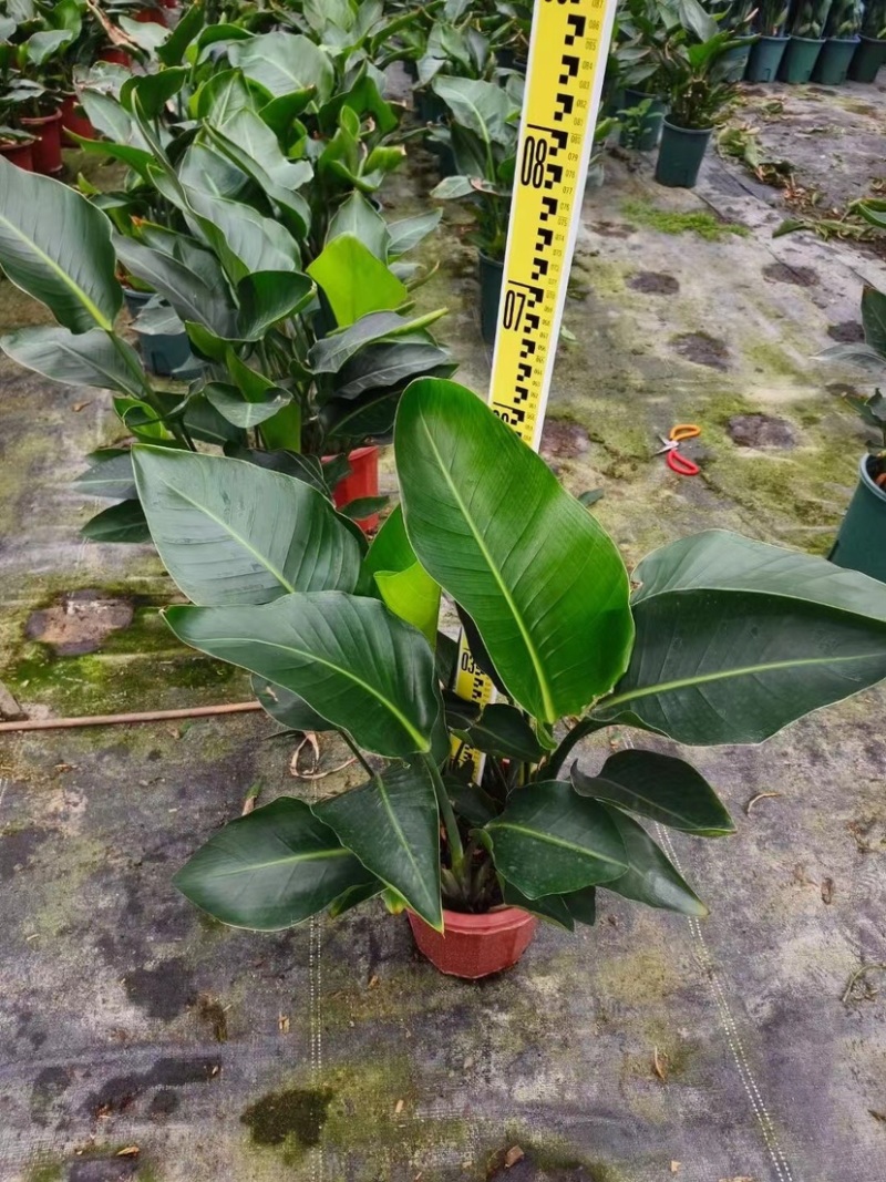 天堂鸟（鹤望兰）各种规格基地直销质量优质欢迎来电咨询