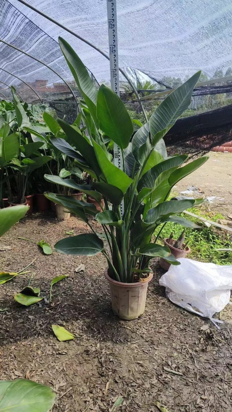 天堂鸟（鹤望兰）各种规格基地直销质量优质欢迎来电咨询