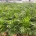 散尾葵袋苗盆栽基地直销规格齐全质量优质欢迎来电咨询
