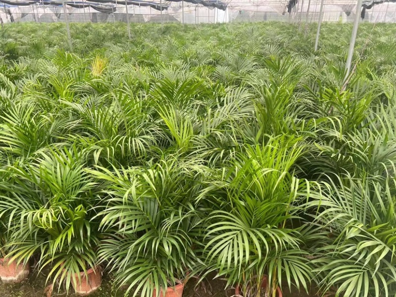 散尾葵袋苗盆栽基地直销规格齐全质量优质欢迎来电咨询