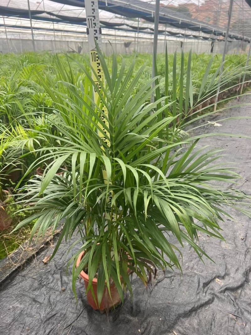 散尾葵袋苗盆栽基地直销规格齐全质量优质欢迎来电咨询