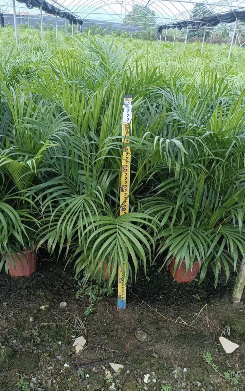 散尾葵袋苗盆栽基地直销规格齐全质量优质欢迎来电咨询