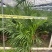 散尾葵袋苗盆栽基地直销规格齐全质量优质欢迎来电咨询