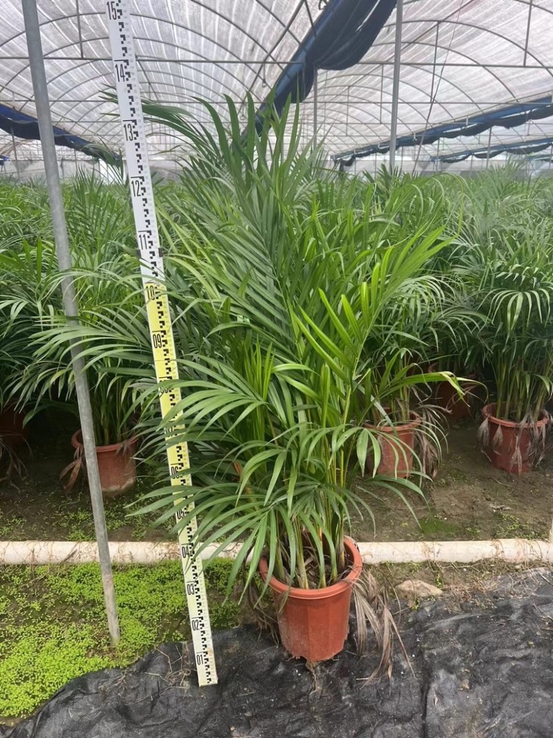 散尾葵袋苗盆栽基地直销规格齐全质量优质欢迎来电咨询
