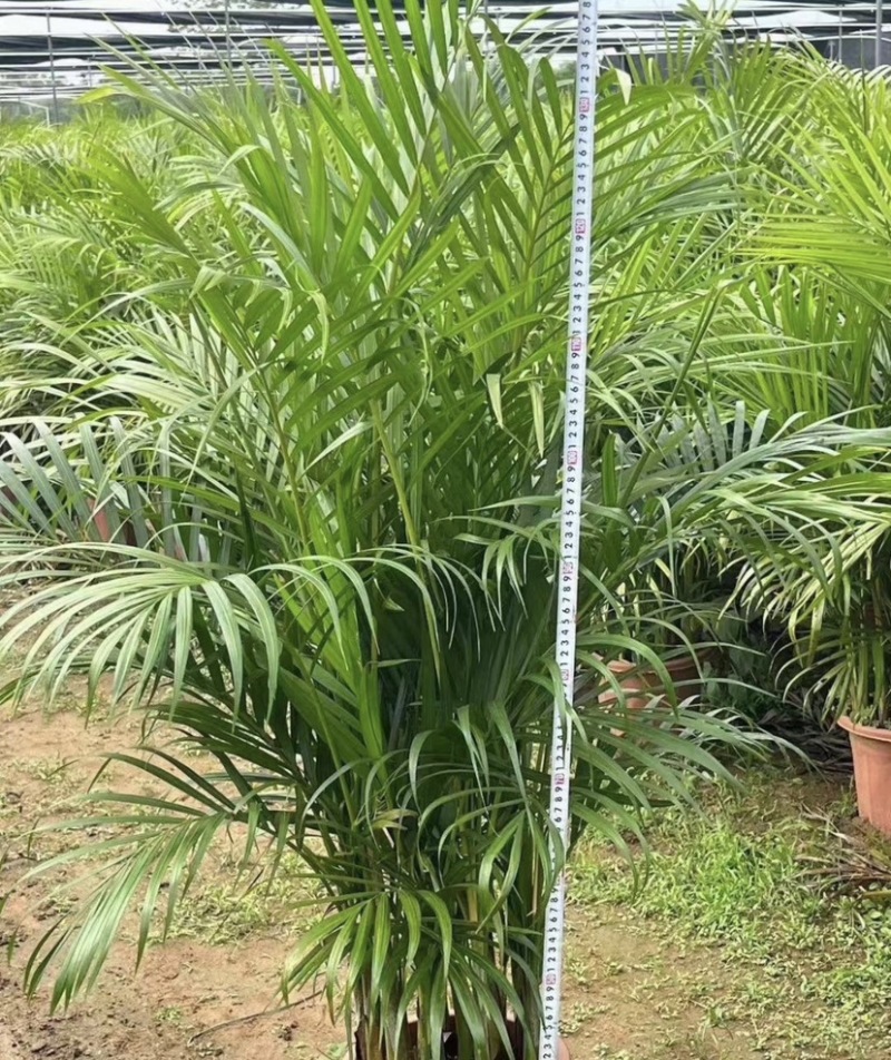 散尾葵袋苗盆栽基地直销规格齐全质量优质欢迎来电咨询