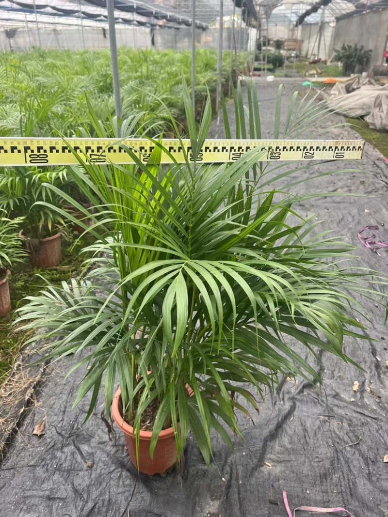 散尾葵袋苗盆栽基地直销规格齐全质量优质欢迎来电咨询