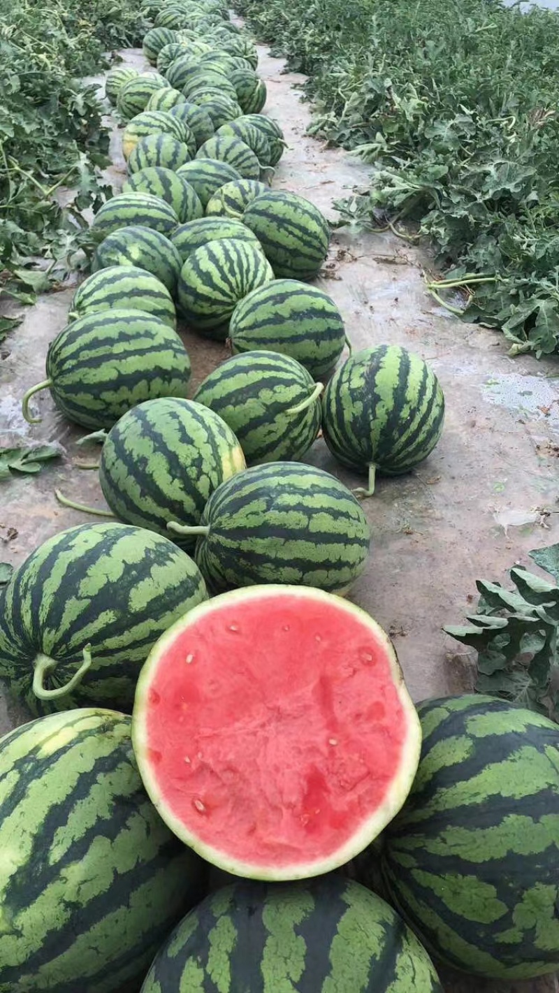 大量供应，麒麟瓜