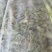 鲜蛤蟆草现挖现发，干蛤蟆草，去根去黄叶子，水洗自然晾干