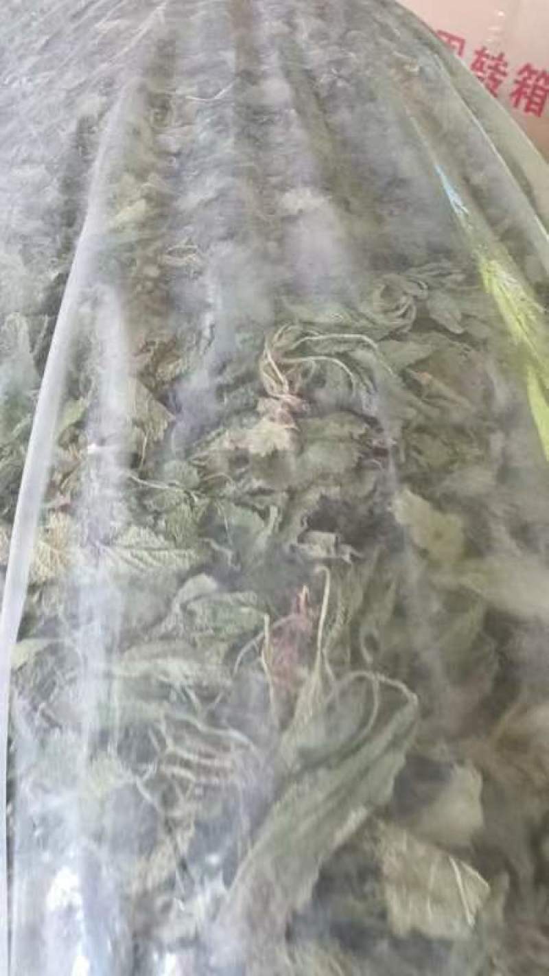 鲜蛤蟆草现挖现发，干蛤蟆草，去根去黄叶子，水洗自然晾干