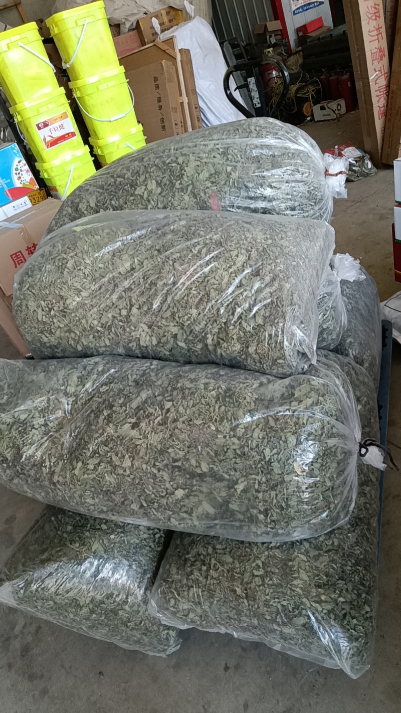 鲜蛤蟆草现挖现发，干蛤蟆草，去根去黄叶子，水洗自然晾干