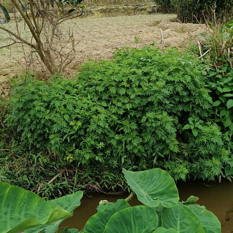 野生艾草