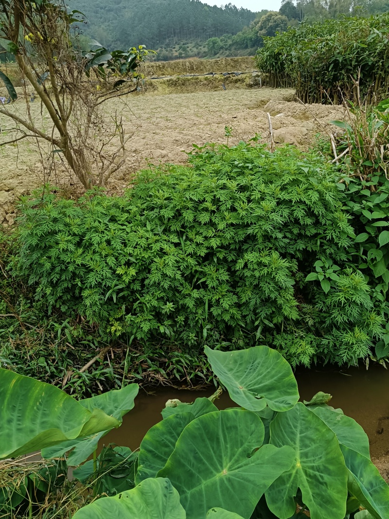 野生艾草