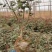 月季基地大花月季丰花月季藤本月季月季树欧月月季各800万