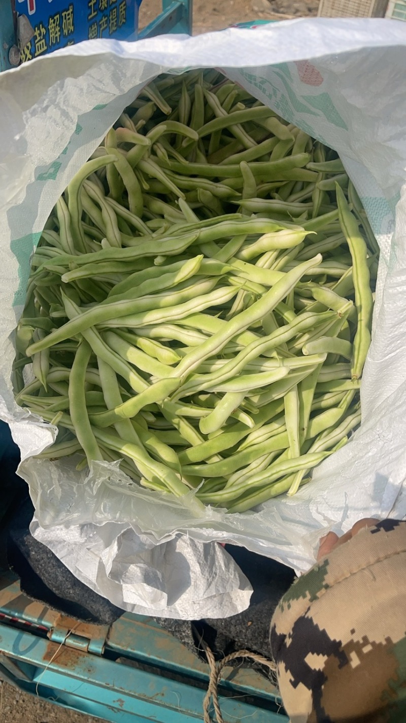无丝豆499–1。无丝豆优点条长颜色发绿新茬刚开园