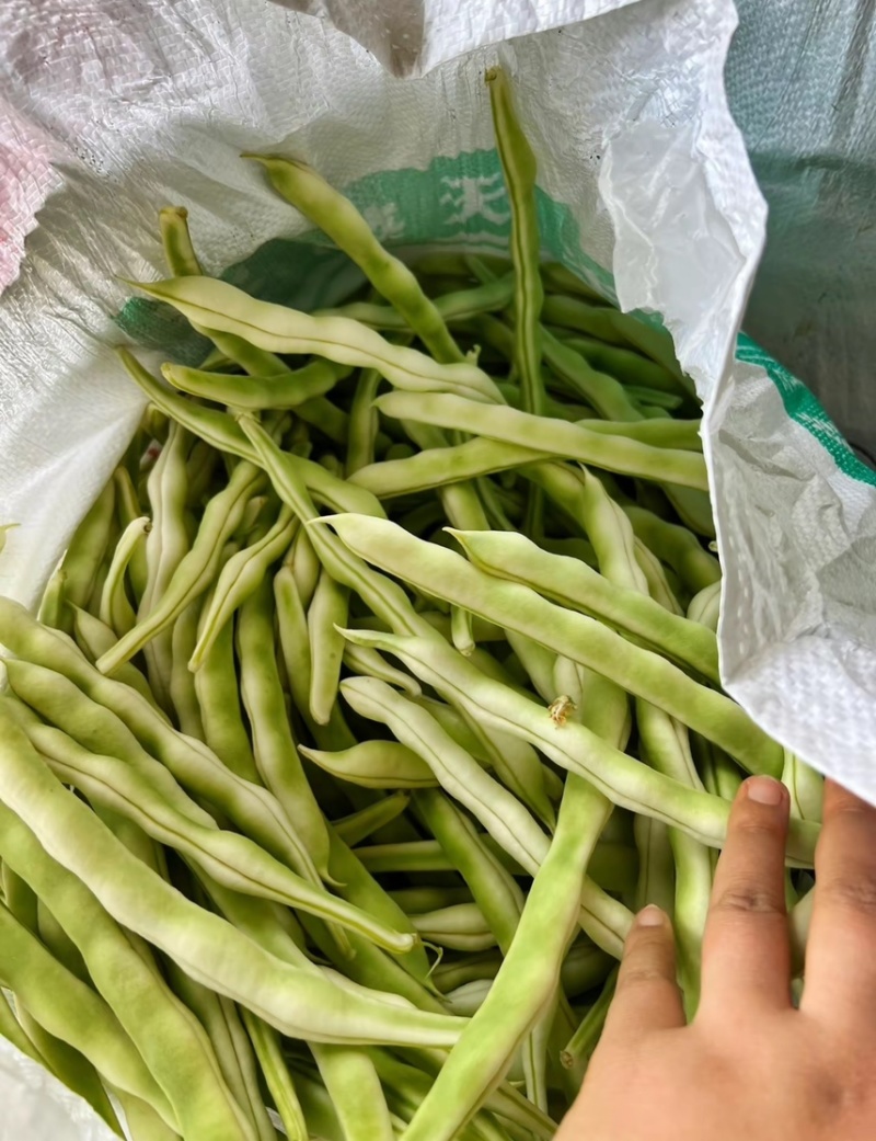 无丝豆499–1。无丝豆优点条长颜色发绿新茬刚开园