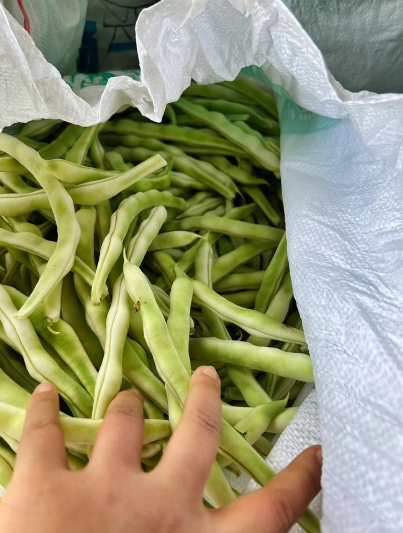 无丝豆499–1。无丝豆优点条长颜色发绿新茬刚开园