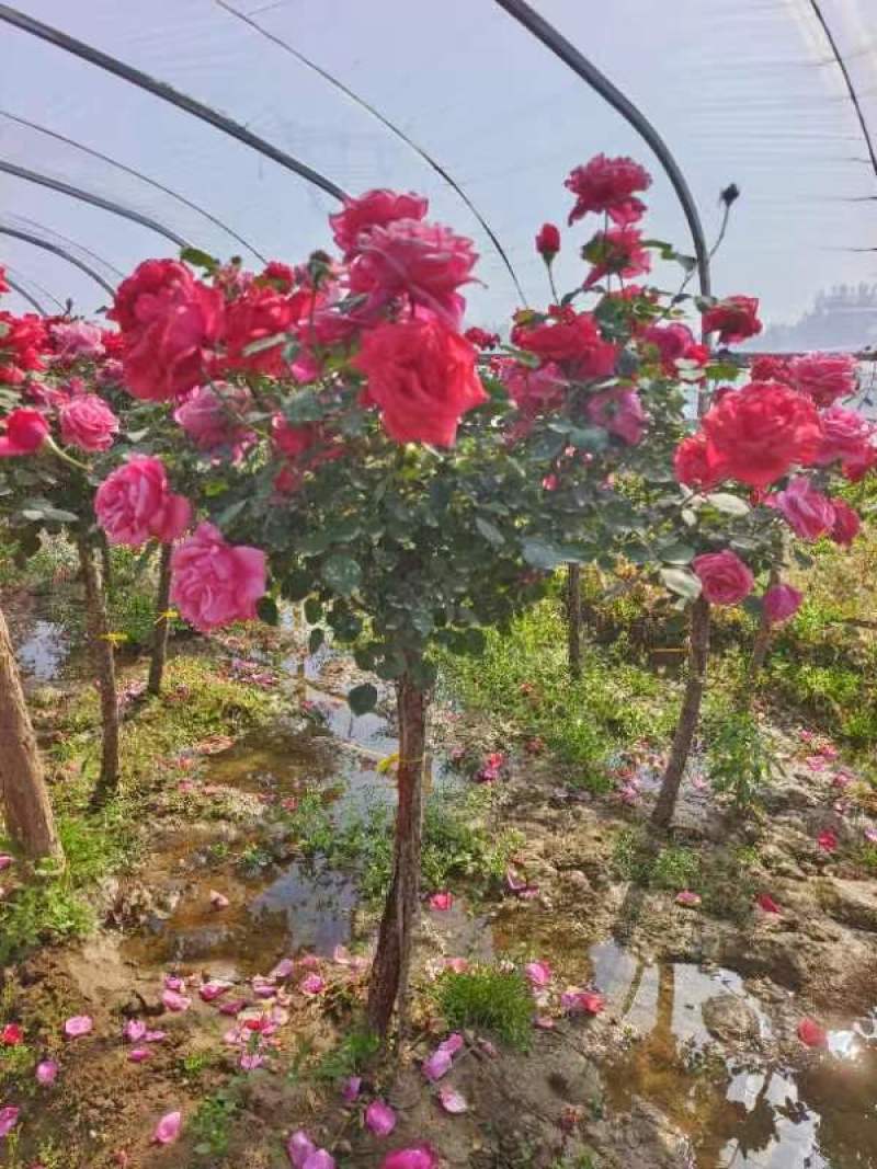 月季树独杆月季大花月季月季树基地欧月月季各660万棵