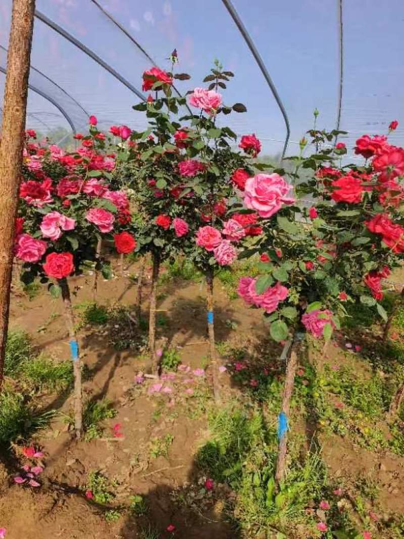 月季树独杆月季大花月季月季树基地欧月月季各660万棵
