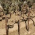 月季树独杆月季大花月季月季树基地欧月月季各660万棵