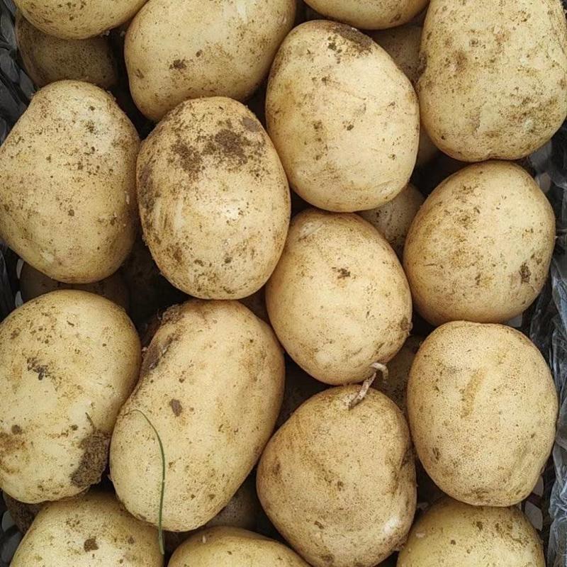 沃土土豆个大品质保证产地直供全国档口商超社团电商