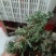 沂蒙山白蒿