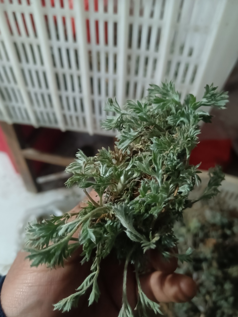沂蒙山白蒿