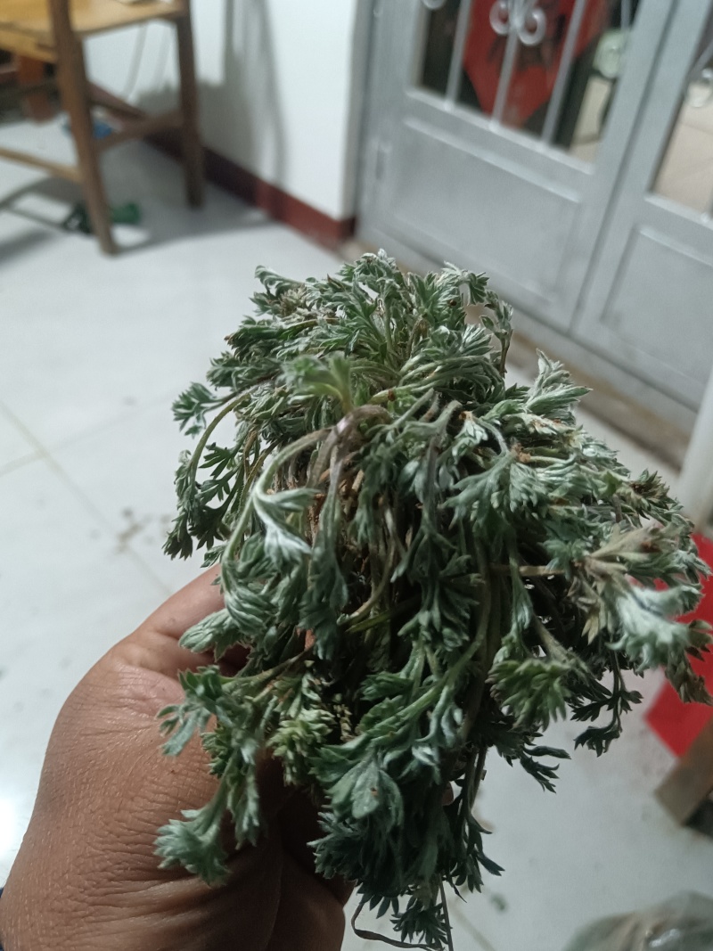 沂蒙山白蒿