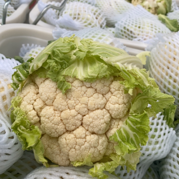 精品白实花