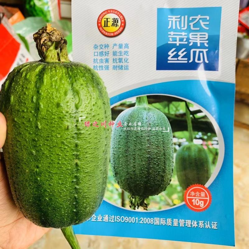 利农苹果丝瓜种子味甜丝瓜杂交种早熟特色可生吃的丝瓜品种