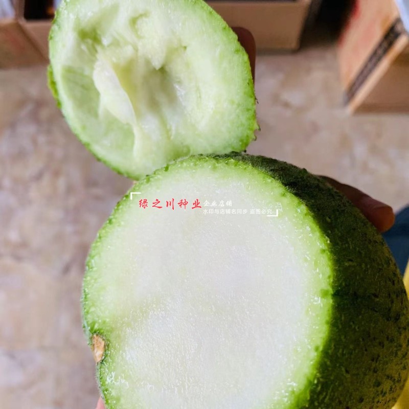 利农苹果丝瓜种子味甜丝瓜杂交种早熟特色可生吃的丝瓜品种