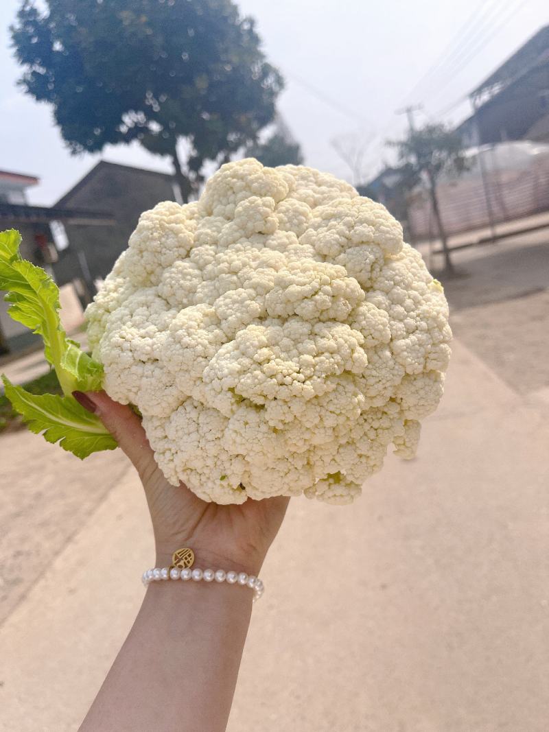 有机花菜，花菜，产地一条龙服务，看货论价，量大从优