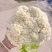 有机花菜，花菜，产地一条龙服务，看货论价，量大从优