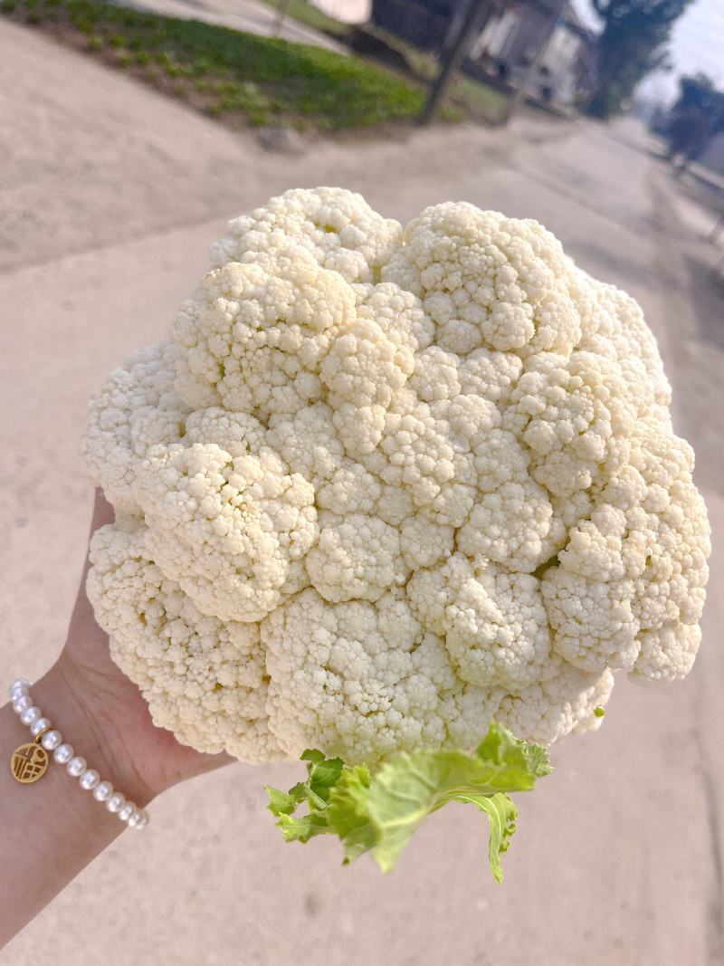 有机花菜，花菜，产地一条龙服务，看货论价，量大从优