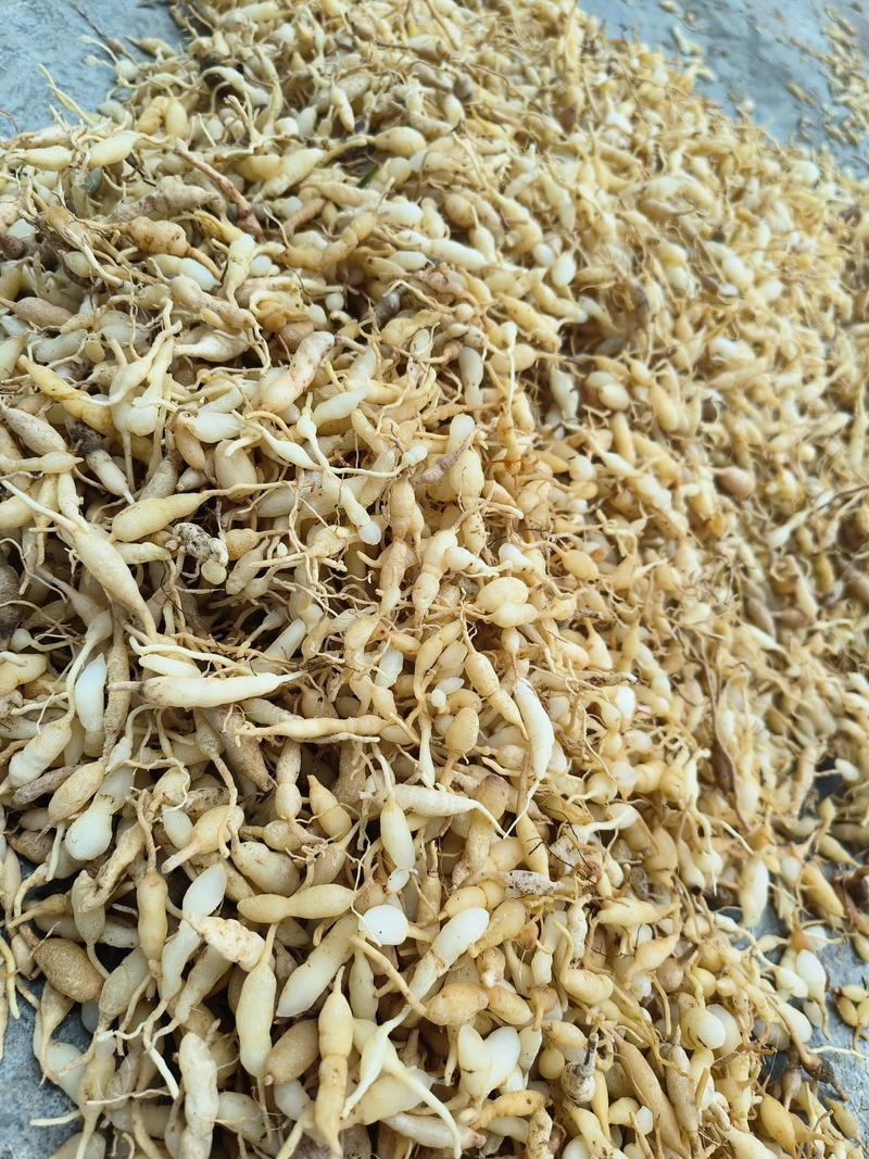 麦冬干货上货了都是农户挖来的野生麦冬漂亮干货
