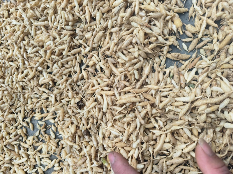 麦冬干货上货了都是农户挖来的野生麦冬漂亮干货