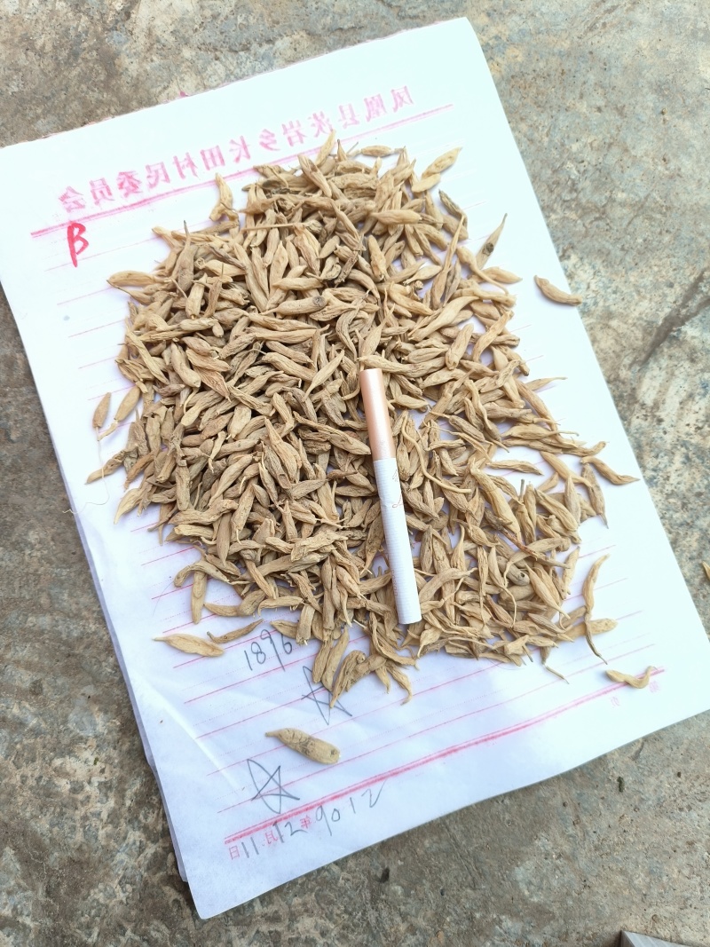 麦冬干货上货了都是农户挖来的野生麦冬漂亮干货