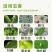 25%噻虫嗪高效氯氟氰菊酯噻虫高氯氟蚜虫蓟马木虱地下害虫