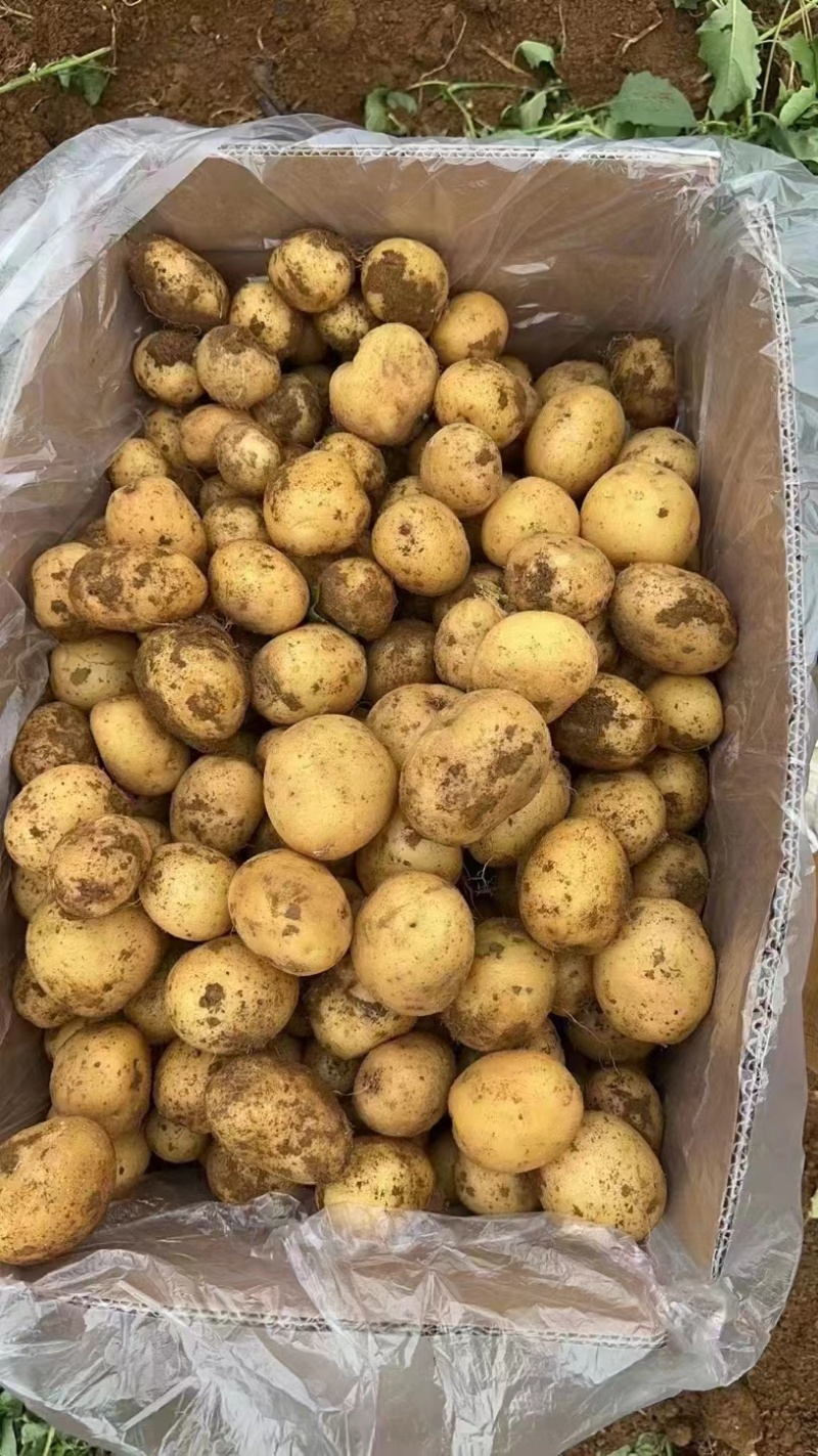 沃土小土豆