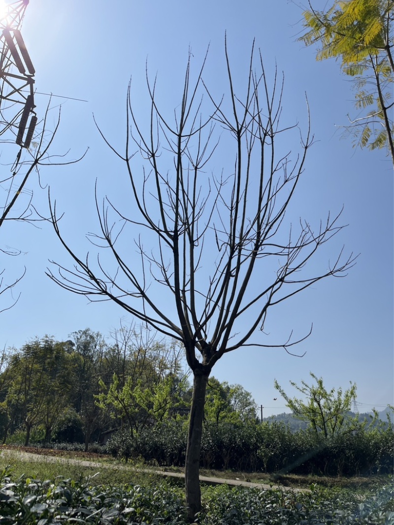 蓝花楹