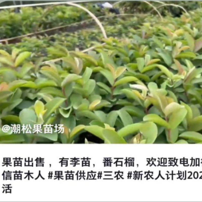 出售番石榴果苗，白珍珠品种，四五千袋，期待与您合作