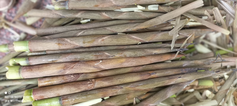 野生小山竹笋，湖南永州发货。