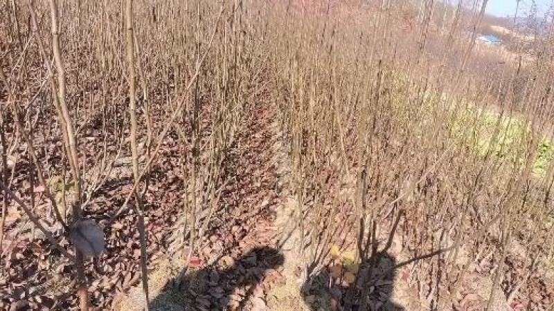 吉林省四平市梨树县挚友果树苗基地直销苹果梨