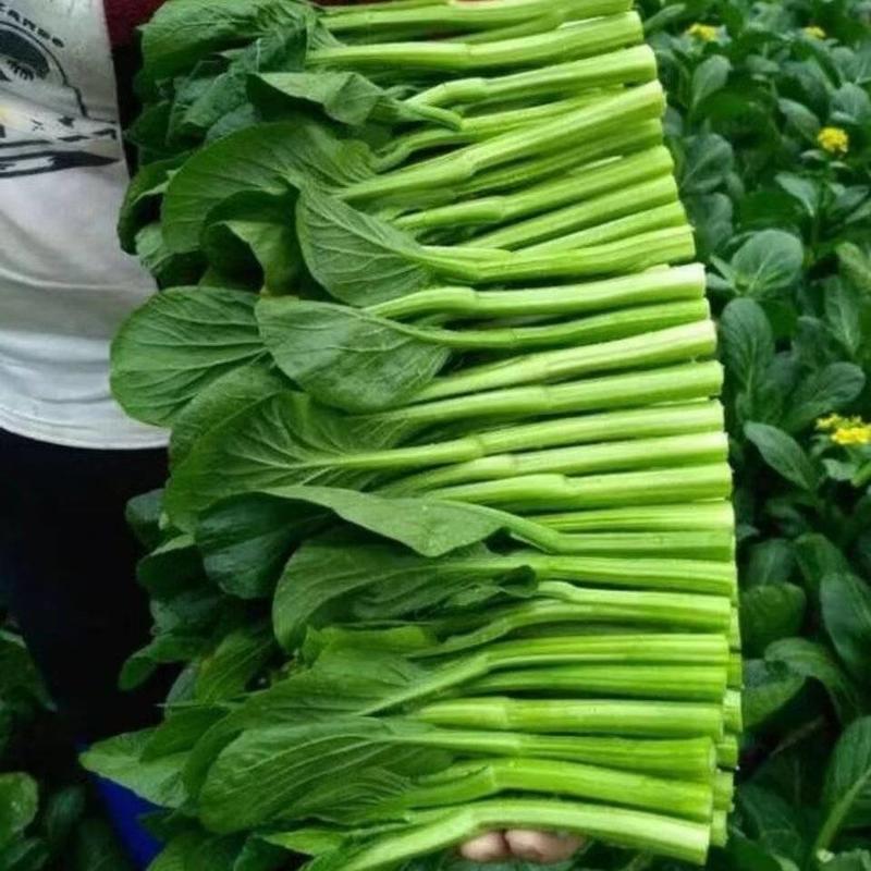 安徽菜苔菜心大量上市，产地直供品质高，对接各级客商
