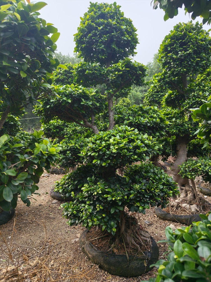 造型小叶榕