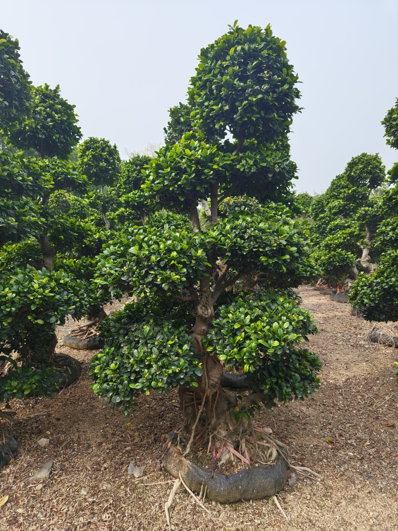 造型小叶榕