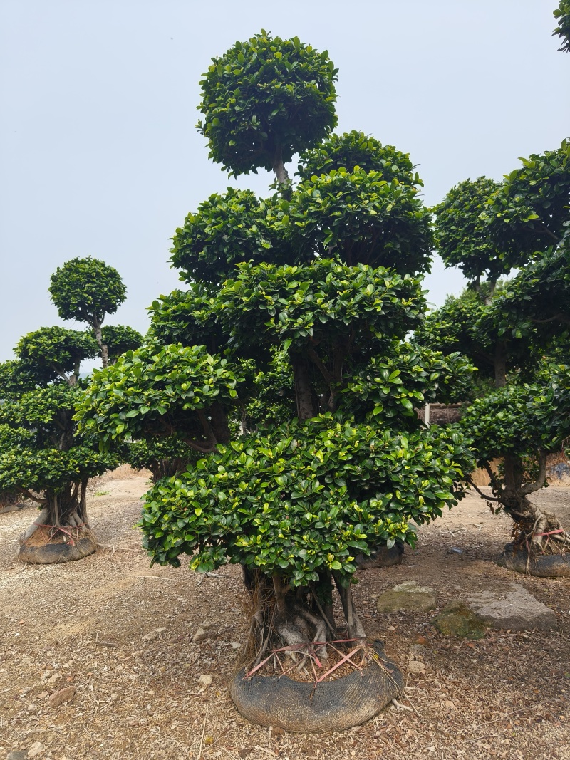 造型小叶榕