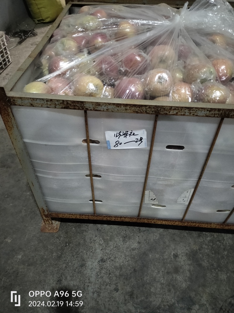 礼泉优质膜袋红富士个大色红质优价廉，欢迎社区团购电商平台