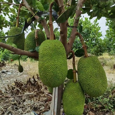 海南产地泰八菠萝蜜通货现摘现货保证新鲜