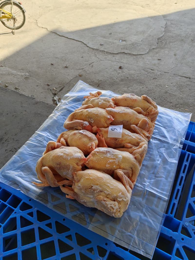 蛋鸡白条
