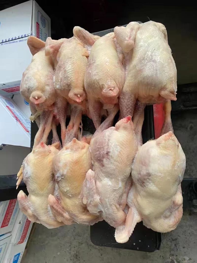 蛋鸡白条